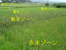 田んぼ画像