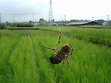 蜘蛛の画像