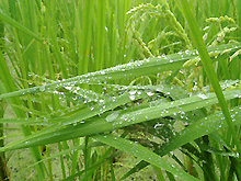 蜘蛛の赤ちゃん画像